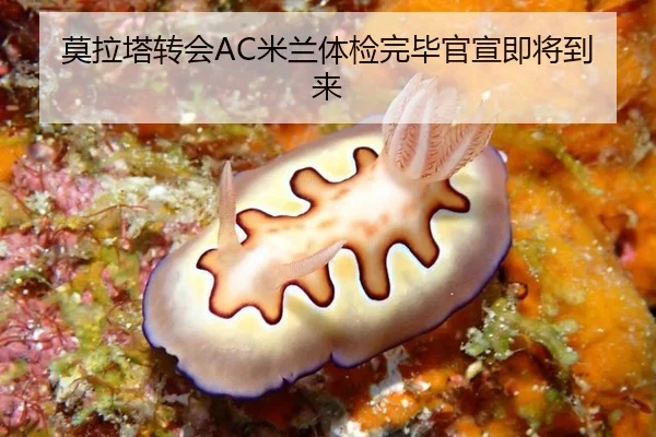 莫拉塔转会AC米兰体检完毕官宣即将到来